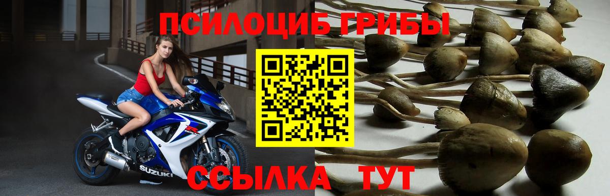 Великие Луки  Псилоцибиновые грибы ЛСД  Вход с VPN 